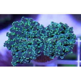 CORAL FROGS BRANCH GREEN COLONIA