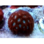 CORAL BLASTOMUSSA MERLETTI GREEN/BLUE PQ