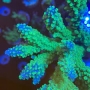 coral acropora blue tip md