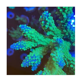 coral acropora blue tip gr