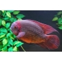 cichlasoma temporales violeta md