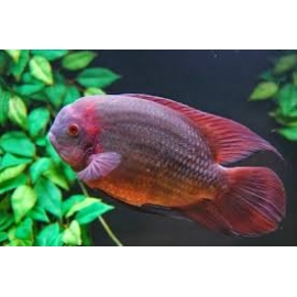 cichlasoma temporales violeta md