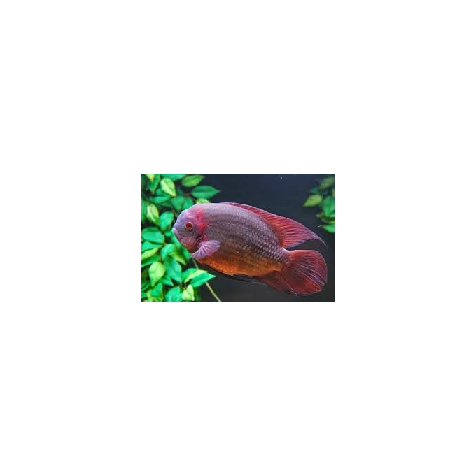 cichlasoma temporales violeta md