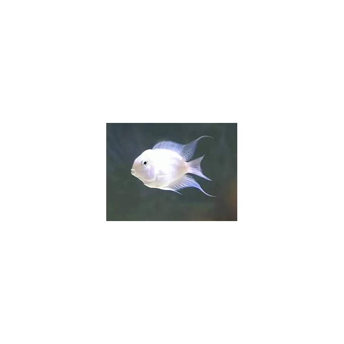 papagaio white pq