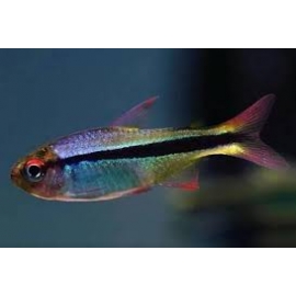tetra imperial
