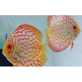 acara disco pigeon red map md