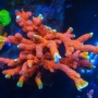 coral montipora digitata forest fire gr