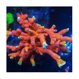 coral montipora digitata forest fire gr