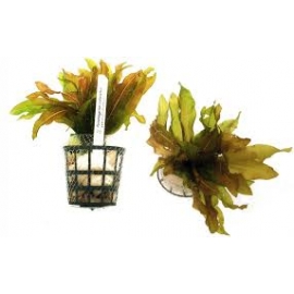 planta n potamogeton coloratus tk