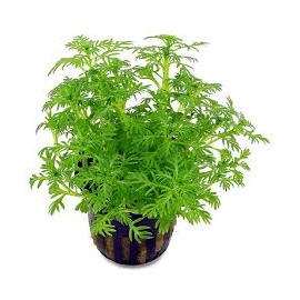 planta n hottonia palustri vaso