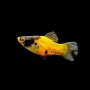 plati bumble bee