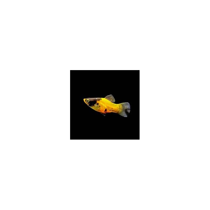 plati bumble bee