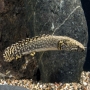 Polypterus ornatipinus 10 cm
