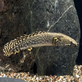 Polypterus Ornatipinus pq