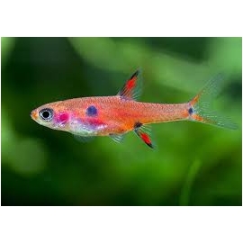 rasbora boraras merah