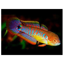 goby peacock
