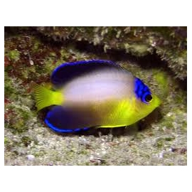 angel multicolor hawaii