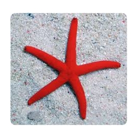 estrela linckia red/orange metalic 