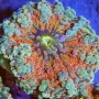 CORAL RICORDEA YUMA BIG POLYP RAIWBOW