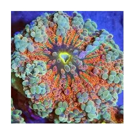 CORAL RICORDEA YUMA BIG POLYP RAIWBOW