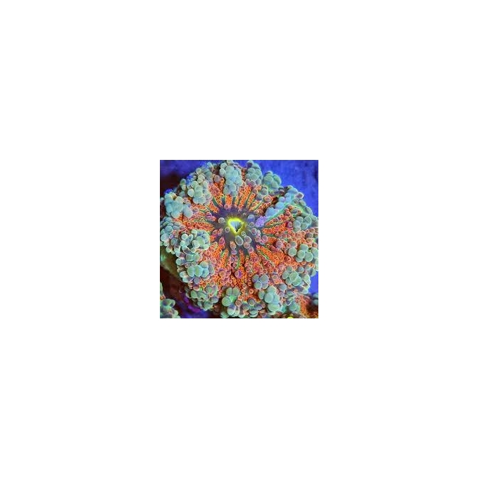 CORAL RICORDEA YUMA BIG POLYP RAIWBOW