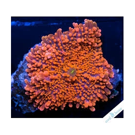 CORAL RICORDEA YUMA BIG ORANGE/PURPLE/MIX
