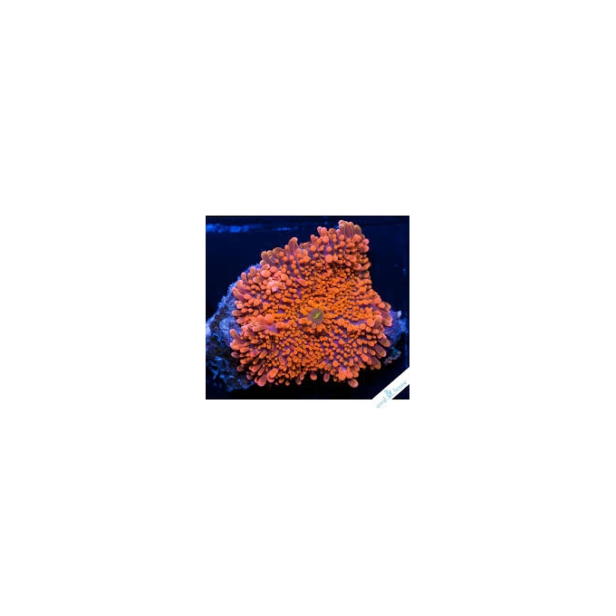 CORAL RICORDEA YUMA BIG ORANGE/PURPLE/MIX
