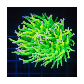 CORAL TORCH HOLLY GRAIL PONTA ROSA (RARO) BOCA