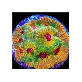 CORAL ACAN ECHINATA SALAD FRUIT MUDA