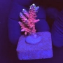 CORAL ACROPORA AUSTERA PINK YELLOW TIPS MUDA