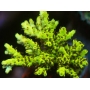 CORAL ACROPORA MICROCLADOS HONEYCOMB PQ