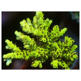 CORAL ACROPORA MICROCLADOS HONEYCOMB PQ