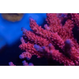 CORAL ACROPORA RED ROBIN STAGHORN PQ
