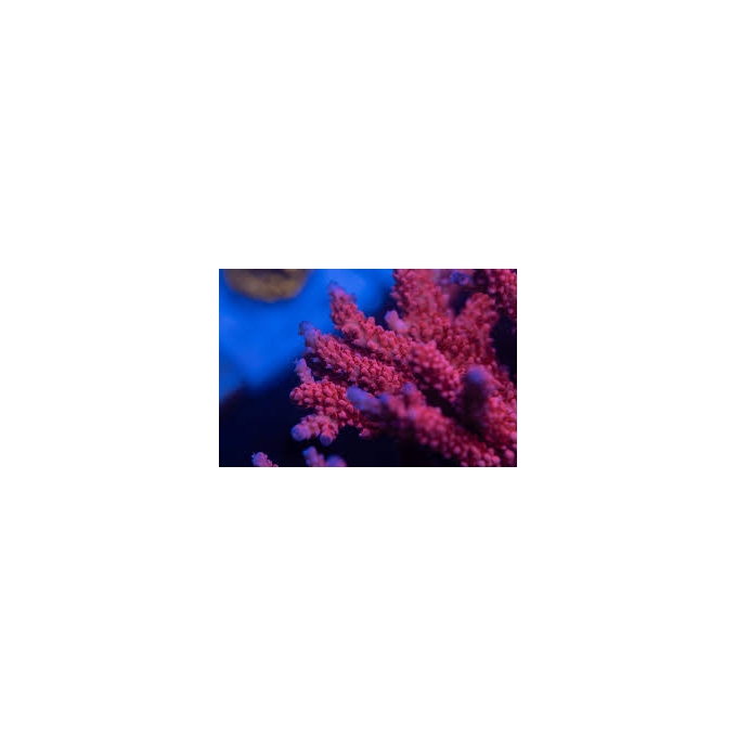 CORAL ACROPORA RED ROBIN STAGHORN PQ