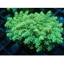 CORAL FROGS YAEYAMAENSIS GREEN 5 BOCAS