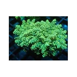 CORAL FROGS YAEYAMAENSIS GREEN 5 BOCAS