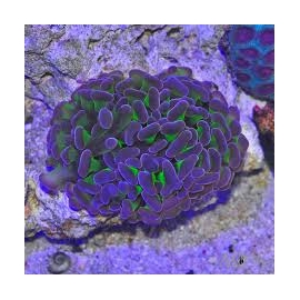 CORAL HAMMER WALL DIVERSOS PQ