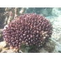 CORAL ACROPORA HUMILIS PQ