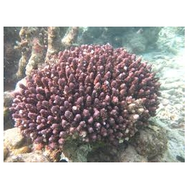 CORAL ACROPORA HUMILIS PQ