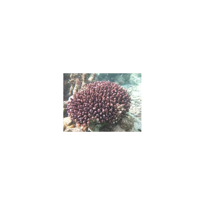 CORAL ACROPORA HUMILIS PQ