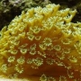 CORAL GONIOPORA YELLOW PQ