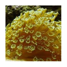 CORAL GONIOPORA YELLOW PQ