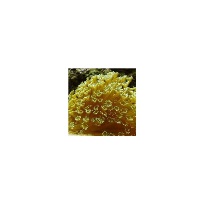 CORAL GONIOPORA YELLOW PQ