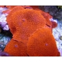 CORAL MUSHROOM RED COLONIA