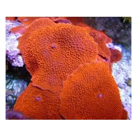 CORAL MUSHROOM RED COLONIA