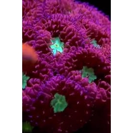 CORAL BLASTOMUSSA MERLETTI PQ