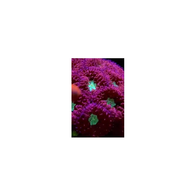 CORAL BLASTOMUSSA MERLETTI PQ