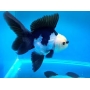 kinguio oranda panda mtz padrao exportacao