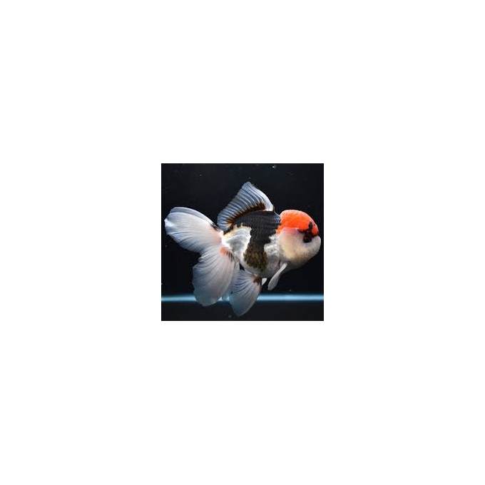 kinguio oranda tricolor gr export