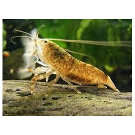 lagosta filtradora tigre